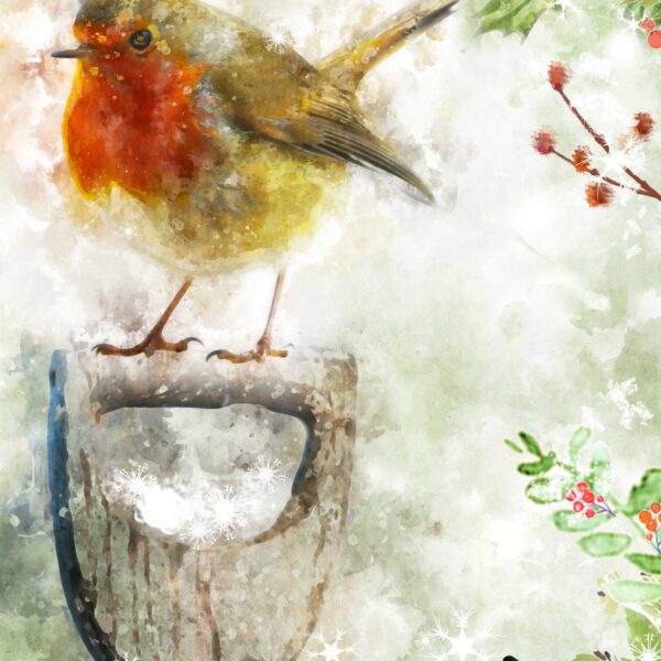 Robin Christmas Cards Pack of 4 Cards