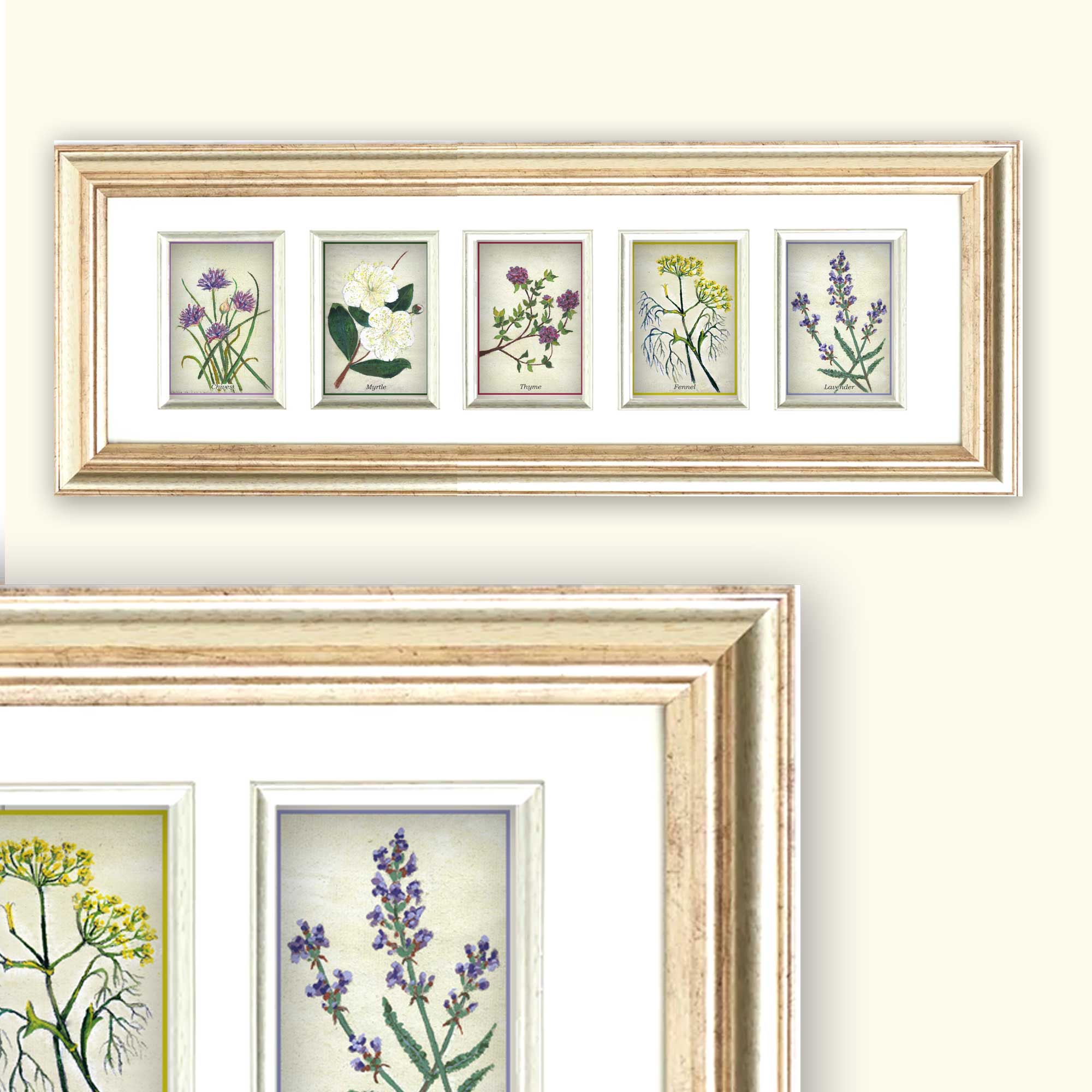 Herb Garden Postcards Set of 5 - Botanical Art Note Card Collection Two